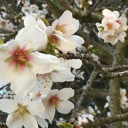 高木山农家乐 * 阿尔扎凯纳